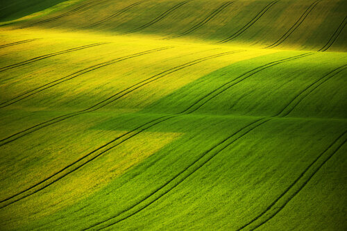 Yellow vs Green 70x100 cm by Peter Cech, Photography for Sale on Singulart