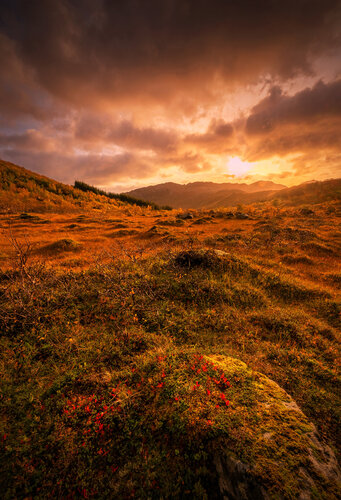 Sunny dream from Norway II.  70x100 cm di Peter Cech, Fotografia in vendita su Singulart