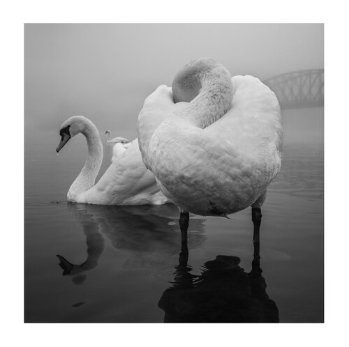 The beuty of swan II  80x80cm von Peter Cech, Druck kaufen auf Singulart