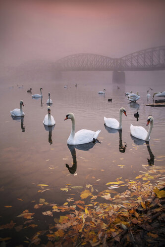 Guardians of the river   70x100 cm de Peter Cech, Fotografía a la venta en Singulart