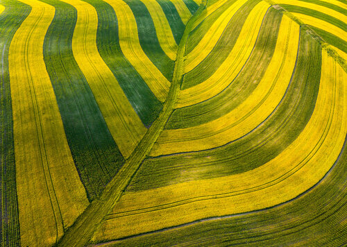 Moravian zebra  70x100 cm by Peter Cech, Photography for Sale on Singulart