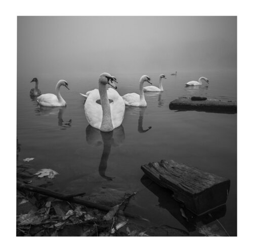 The beuty of swan III  80x80cm by Peter Cech, Photography for Sale on Singulart