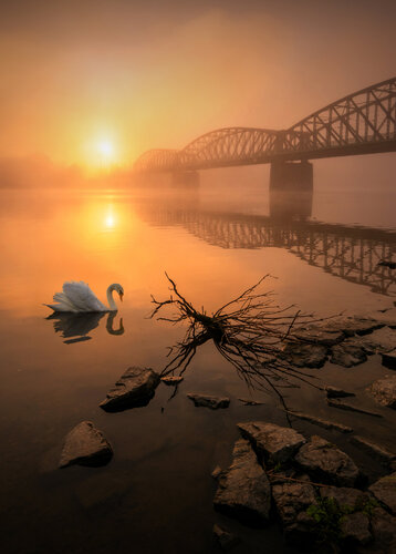 Swan dream II  100x70 cm de Peter Cech, Fotografía a la venta en Singulart