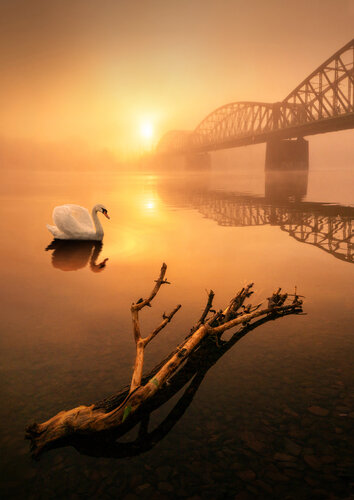 Swan dream  100x70 cm de Peter Cech, Fotografía a la venta en Singulart