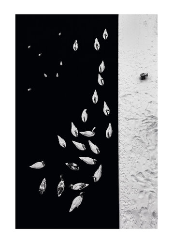 Dance of birds I    70x100 cm by Peter Cech, Photography for Sale on Singulart