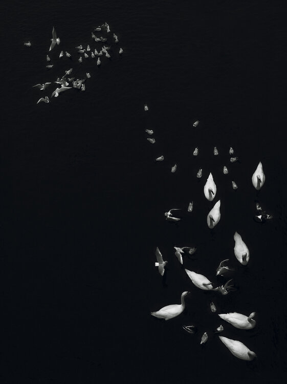 Dance of birds IV    150x100 cm  + gift luxury book city of hundred spires 2024 Peter Cech