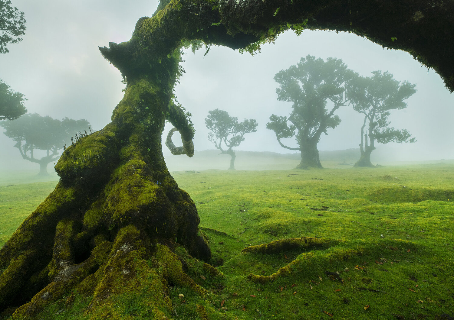 Trees of fanal 60x90 cm Peter Cech