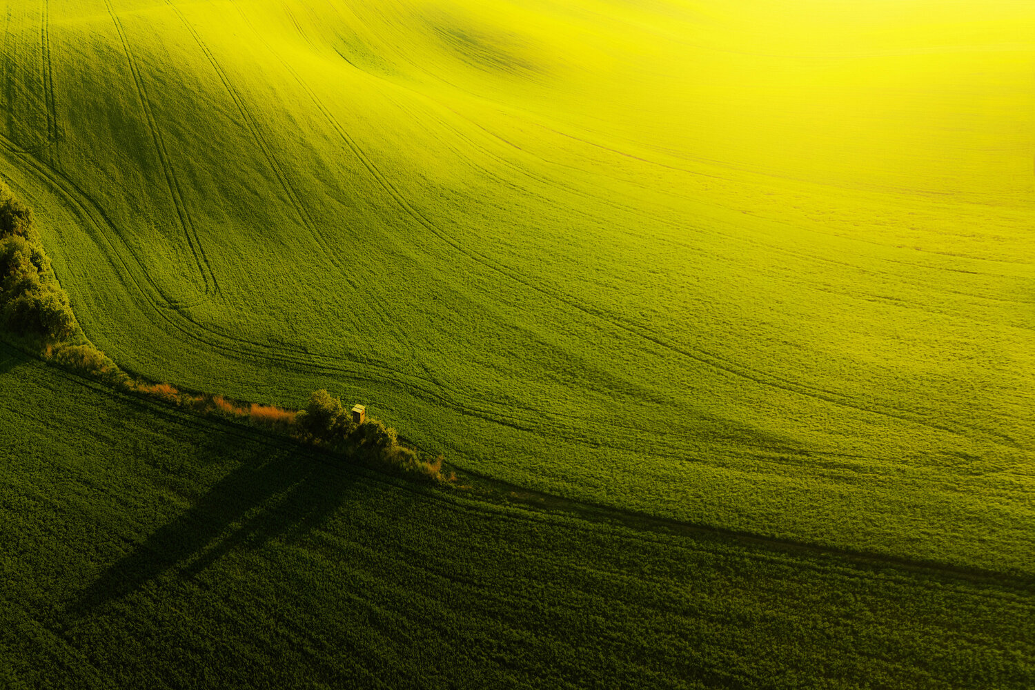 Moravian Gold 70x100 cm Peter Cech