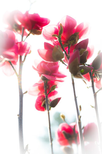 Purpurträume van Christina Lourenco, Fotografie te koop op Singulart