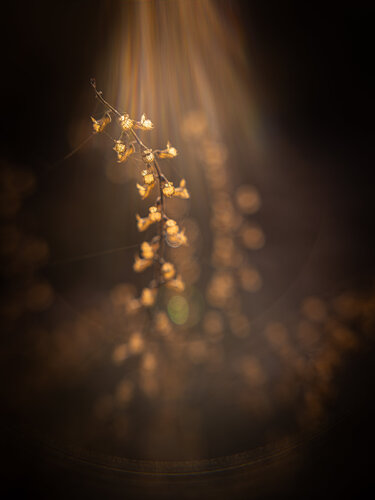 Im goldenen Glanz by Christina Lourenco, Photography for Sale on Singulart