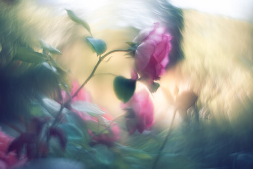 Rosenglanz im Lichtzauber by Christina Lourenco, Photography for Sale on Singulart
