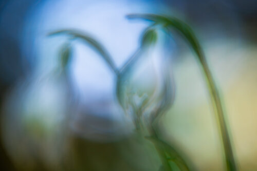 Frühlingsmärchen by Christina Lourenco, Photography for Sale on Singulart