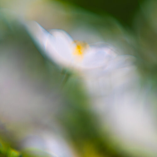 Verborgene Schönheit par Christina Lourenco, Photographie en vente sur Singulart