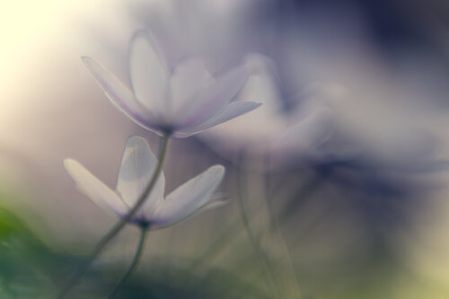 Fragile Schönheiten by Christina Lourenco, Photography for Sale on Singulart