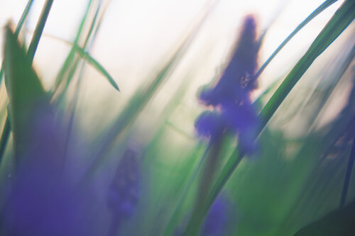 Frühjahrszauber by Christina Lourenco, Photography for Sale on Singulart