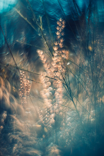 Stille Lebendigkeit by Christina Lourenco, Photography for Sale on Singulart
