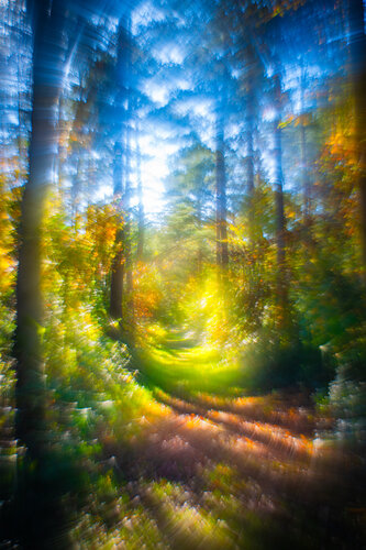 Zauberwald di Christina Lourenco, Fotografia in vendita su Singulart