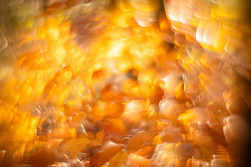 Lichtvoller Blättertanz by Christina Lourenco, 사진 for Sale on Singulart