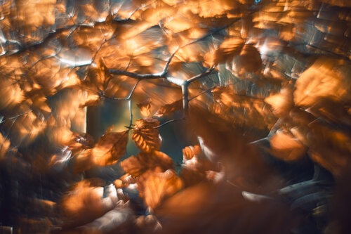 Glanzvoller Herbst I by Christina Lourenco, Photography for Sale on Singulart