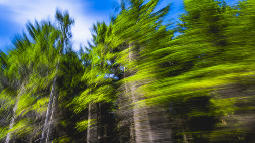 Tannenreigen di Christina Lourenco, Fotografia in vendita su Singulart