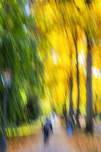 Herbstspaziergang van Christina Lourenco, Fotografie te koop op Singulart