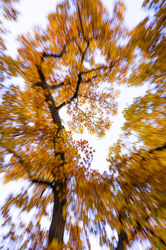 Herbstfeuer by Christina Lourenco, 사진 for Sale on Singulart