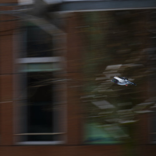 Im Rausch der Geschwindigkeit di Christina Lourenco, Fotografia in vendita su Singulart