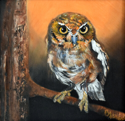 Elf Owl Gaze de Bobbe Jones, Pintura a la venta en Singulart