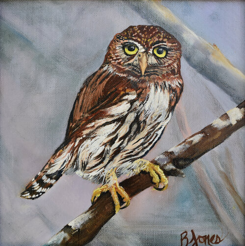 Northern Pygmy-Owl de Bobbe Jones, Pintura a la venta en Singulart