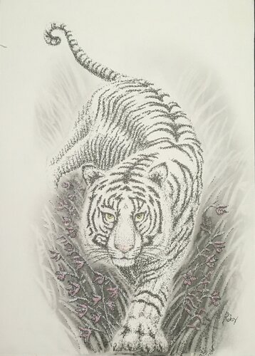 La tigre bianca von Roberto Porcella, Zeichnungen kaufen auf Singulart