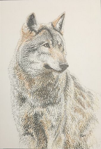 Il lupo by Roberto Porcella, Drawing for Sale on Singulart