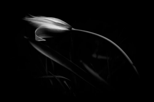 Presenza von Cecilia Fontanesi, Fotografie kaufen auf Singulart