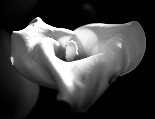 Personality de Cecilia Fontanesi, Fotografía a la venta en Singulart