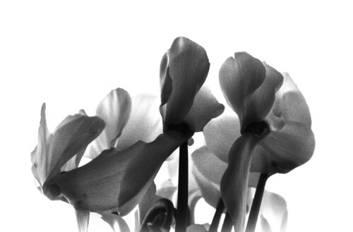 Ensemble de Cecilia Fontanesi, Fotografía a la venta en Singulart
