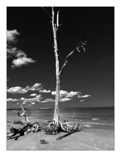 Bois III van Jean Kempf, Fotografie te koop op Singulart