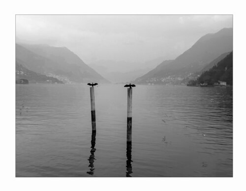 Les oiseaux di Jean Kempf, Fotografia in vendita su Singulart