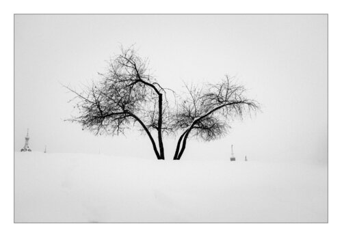 L'arbre II di Jean Kempf, Fotografia in vendita su Singulart