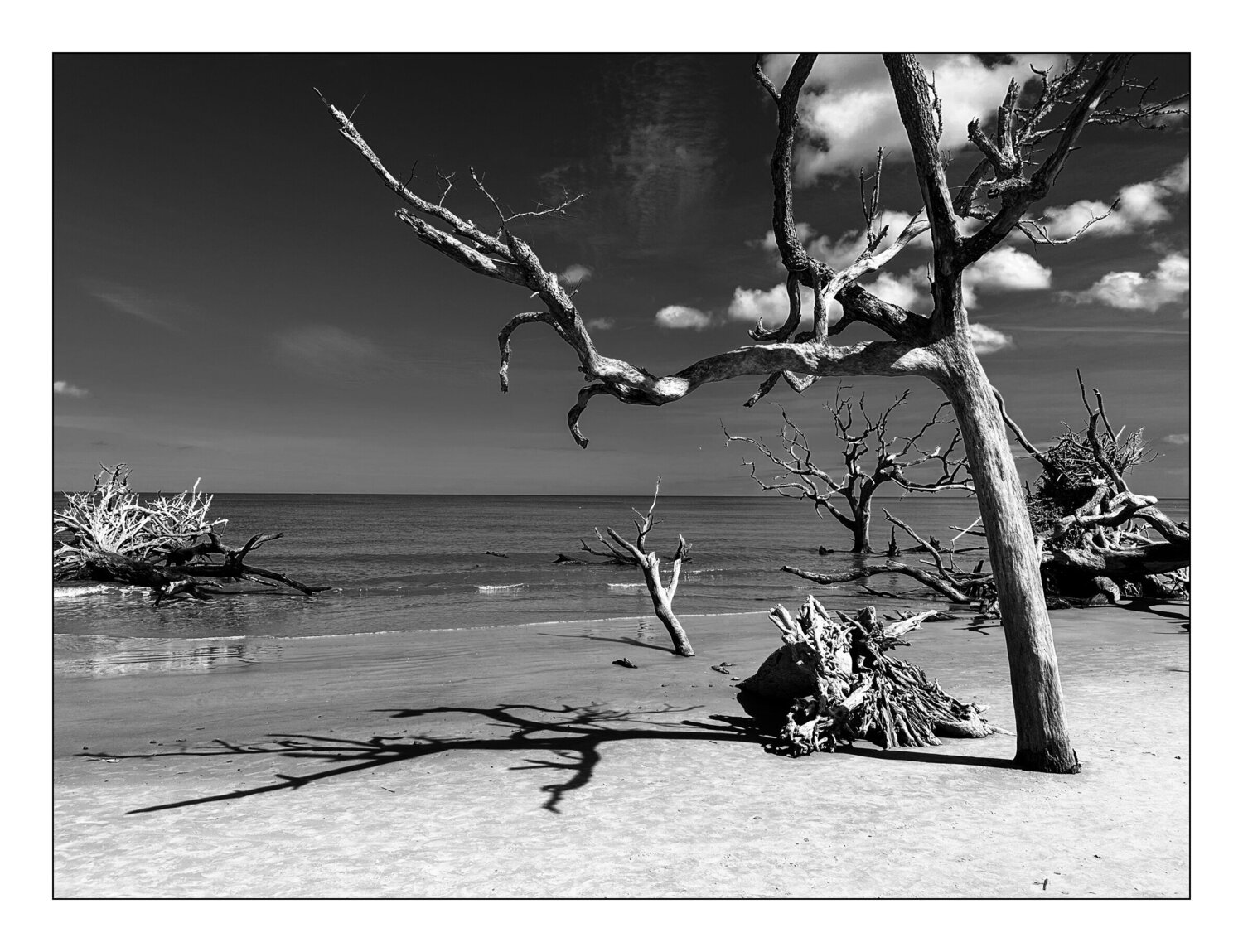 Bois I by Jean Kempf (2024) Photography Analogue on Paper