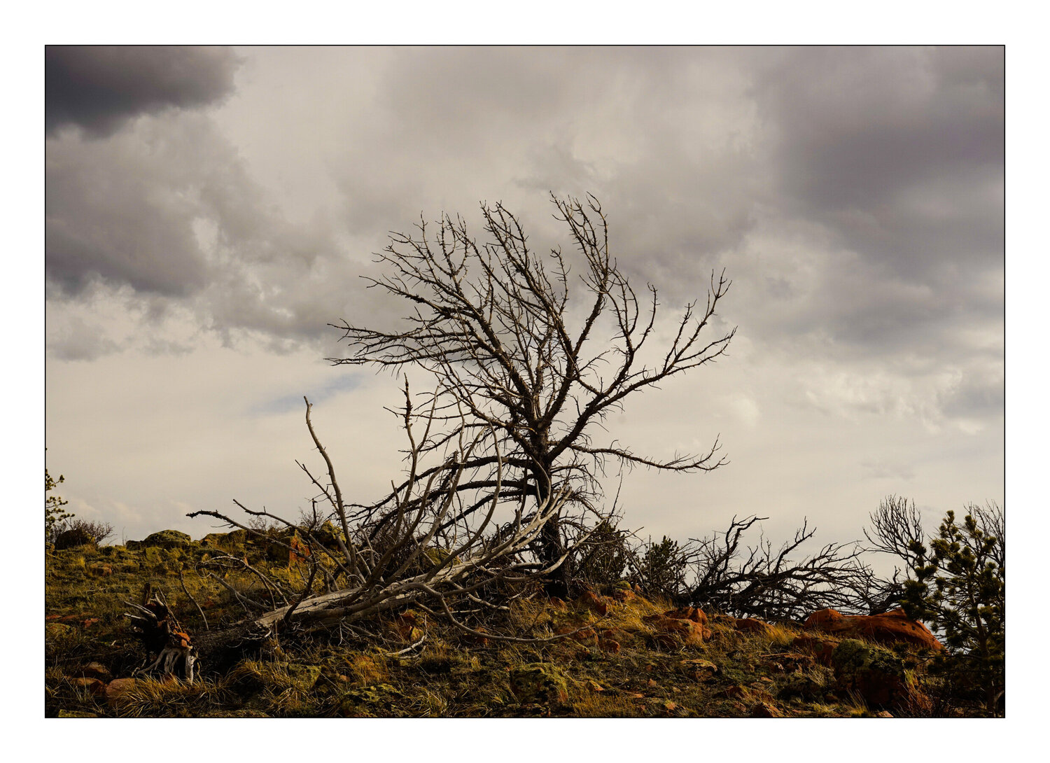 L'arbre (framed) Jean Kempf