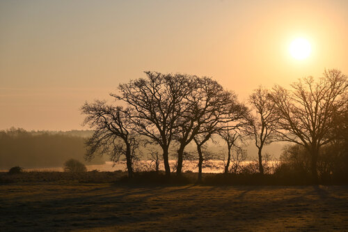 Ciselé d'Or di Philippe GUENIN, Fotografia in vendita su Singulart