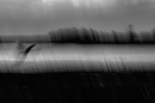 Essor by Philippe GUENIN, 사진 for Sale on Singulart