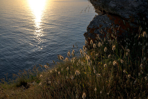 Lumière sur herbes Folles von Philippe GUENIN, Fotografie kaufen auf Singulart