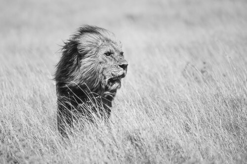 Ferocious von Olya Hill, Fotografie kaufen auf Singulart