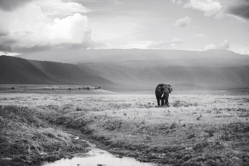 The Traveler von Olya Hill, Fotografie kaufen auf Singulart