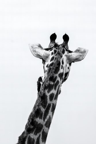 Symbiosis by Olya Hill, Photography for Sale on Singulart
