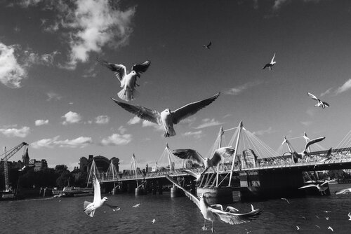 Wind, Wing, & Water van Olya Hill, Fotografie te koop op Singulart
