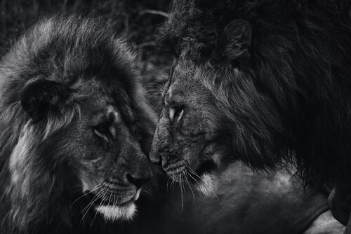 Brothers von Olya Hill, Fotografie kaufen auf Singulart