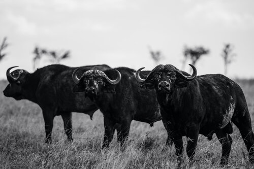 Permission di Olya Hill, Fotografia in vendita su Singulart