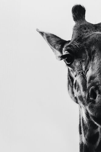 Half Shown di Olya Hill, Fotografia in vendita su Singulart