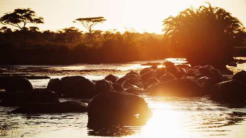 The Golden Pause von Olya Hill, Fotografie kaufen auf Singulart